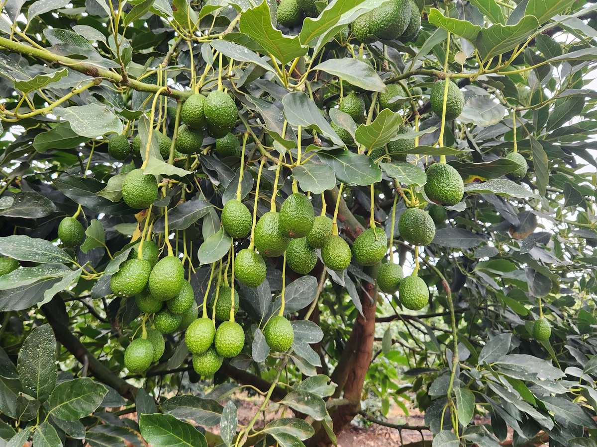 Rama cargada de frutos de aguacate Hass lista para la cosecha en Urrao