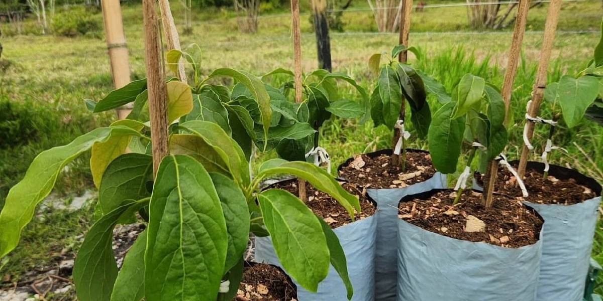Plántulas de aguacate Hass en bolsas de vivero, sostenidas con tutores de caña