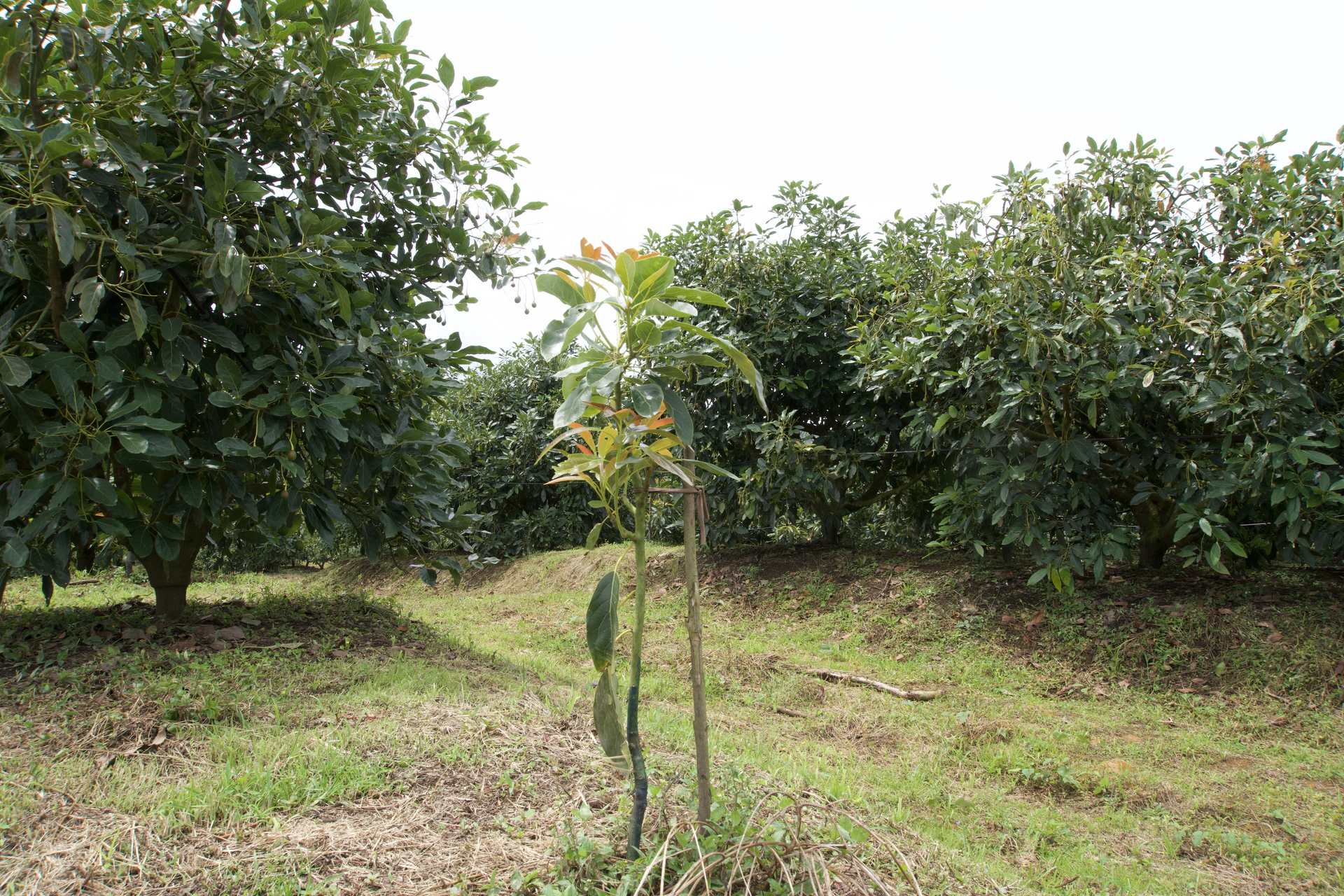 Árbol joven de aguacate Hass en un lote de la finca de Urrao, Antioquia