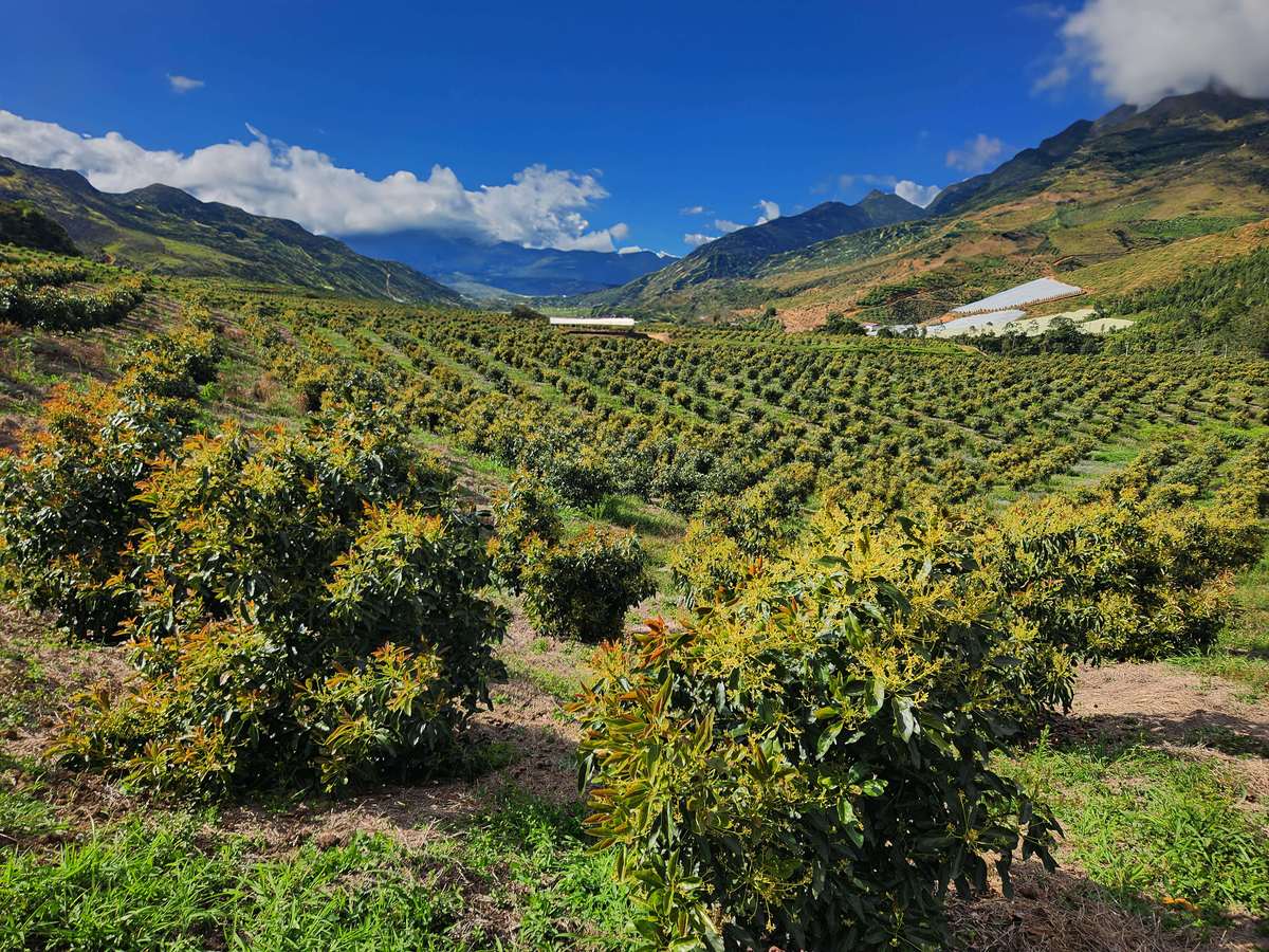 Ladera sembrada de aguacate Hass frente a las montañas de Urrao, Antioquia