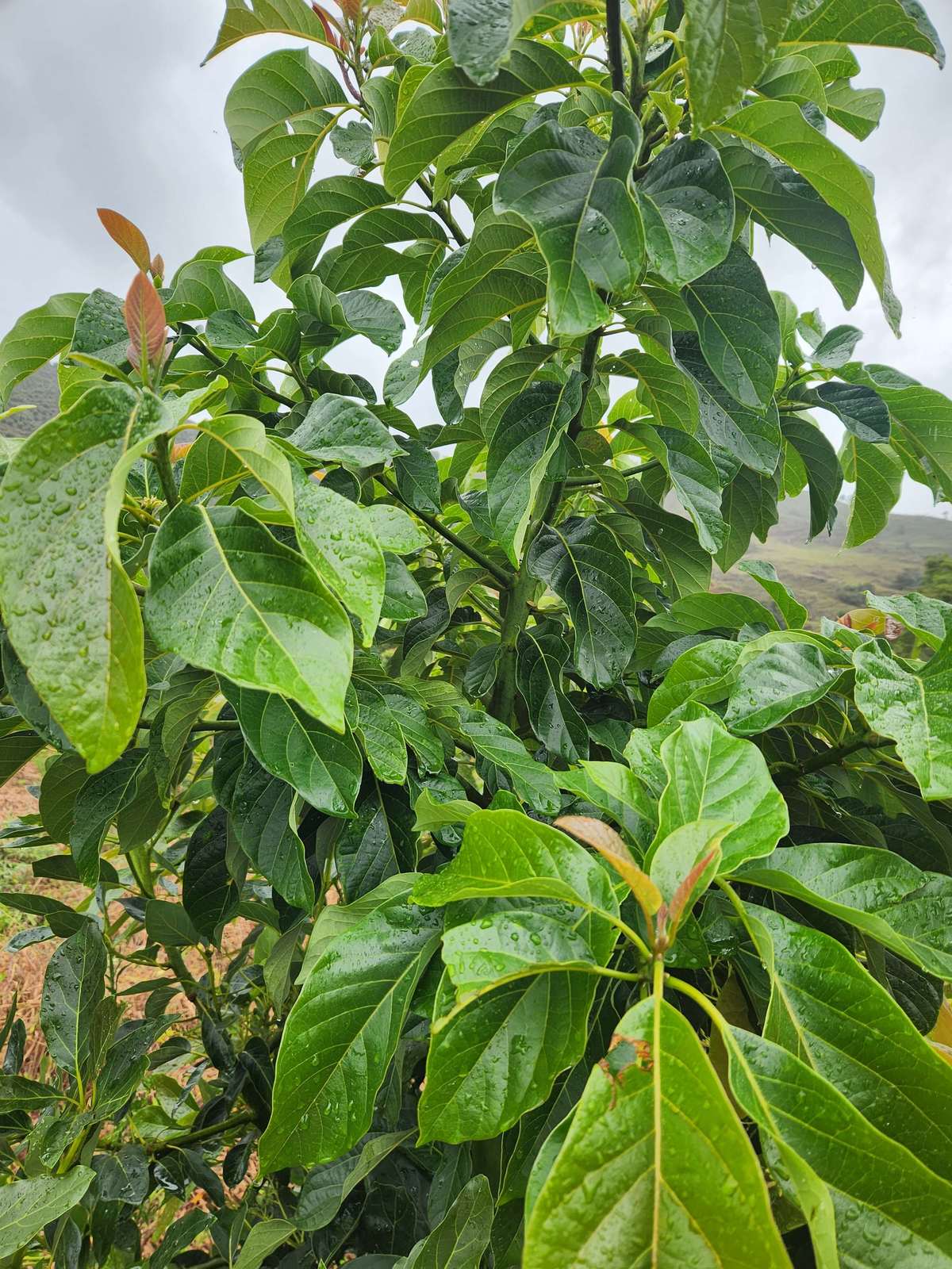 Detalle del follaje de un árbol de aguacate Hass, con hoja nueva y hoja madura