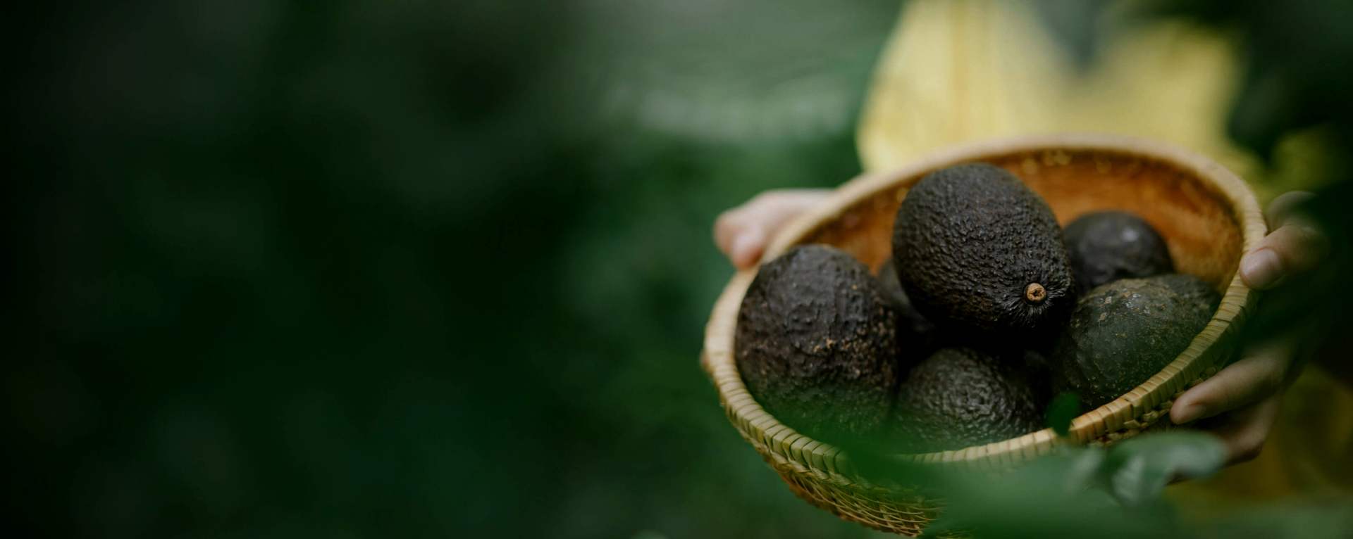 Canasta de aguacates Hass cosechados, listos para calibrar y empacar