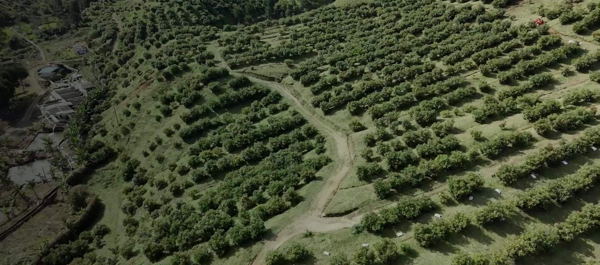 Vista aérea de las hileras de aguacate Hass de Avoterra en Urrao, el cultivo del que salen las dos ventanas de cosecha