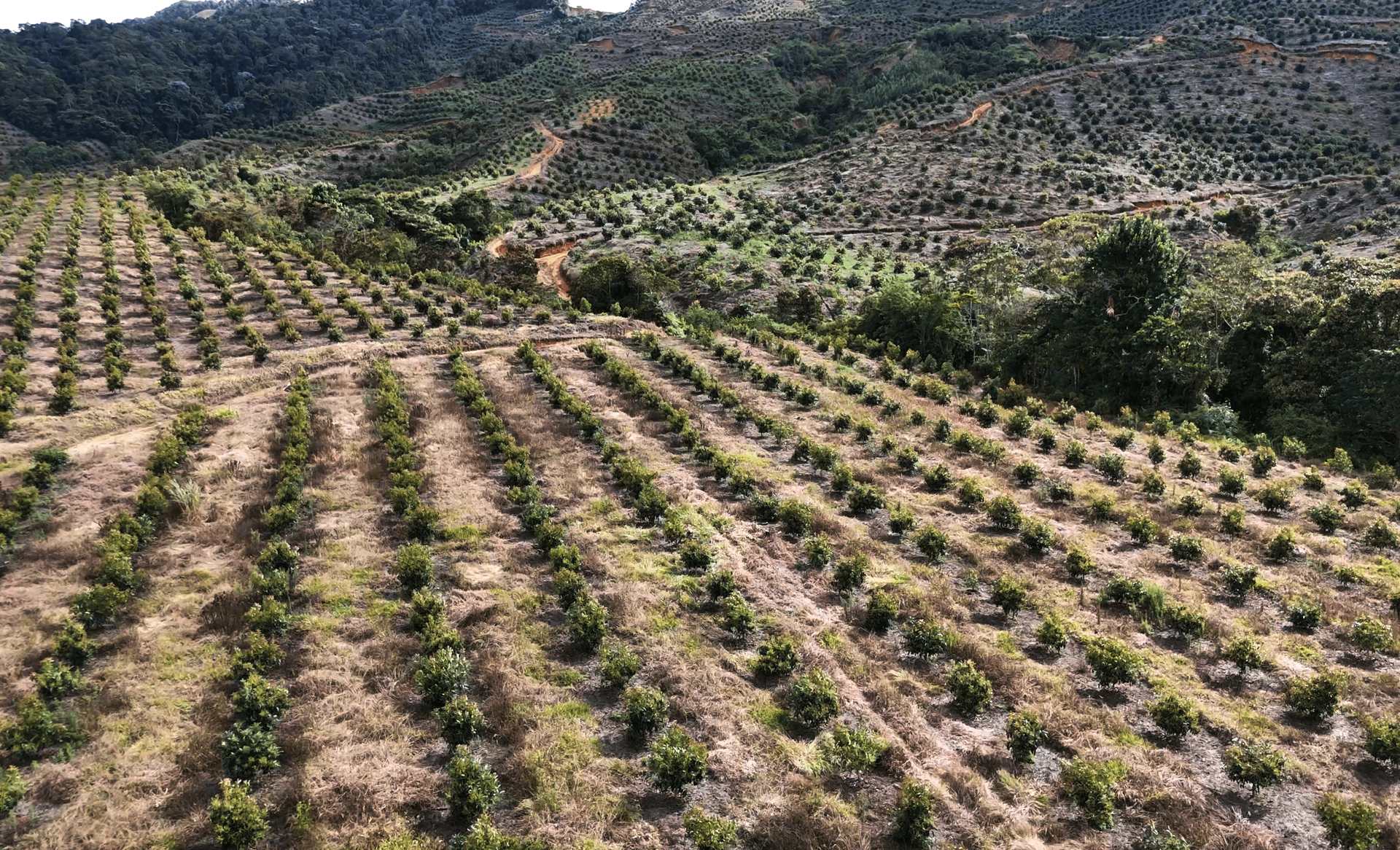 Vista aérea de otra parcela de Avoterra, con las hileras marcadas en la ladera
