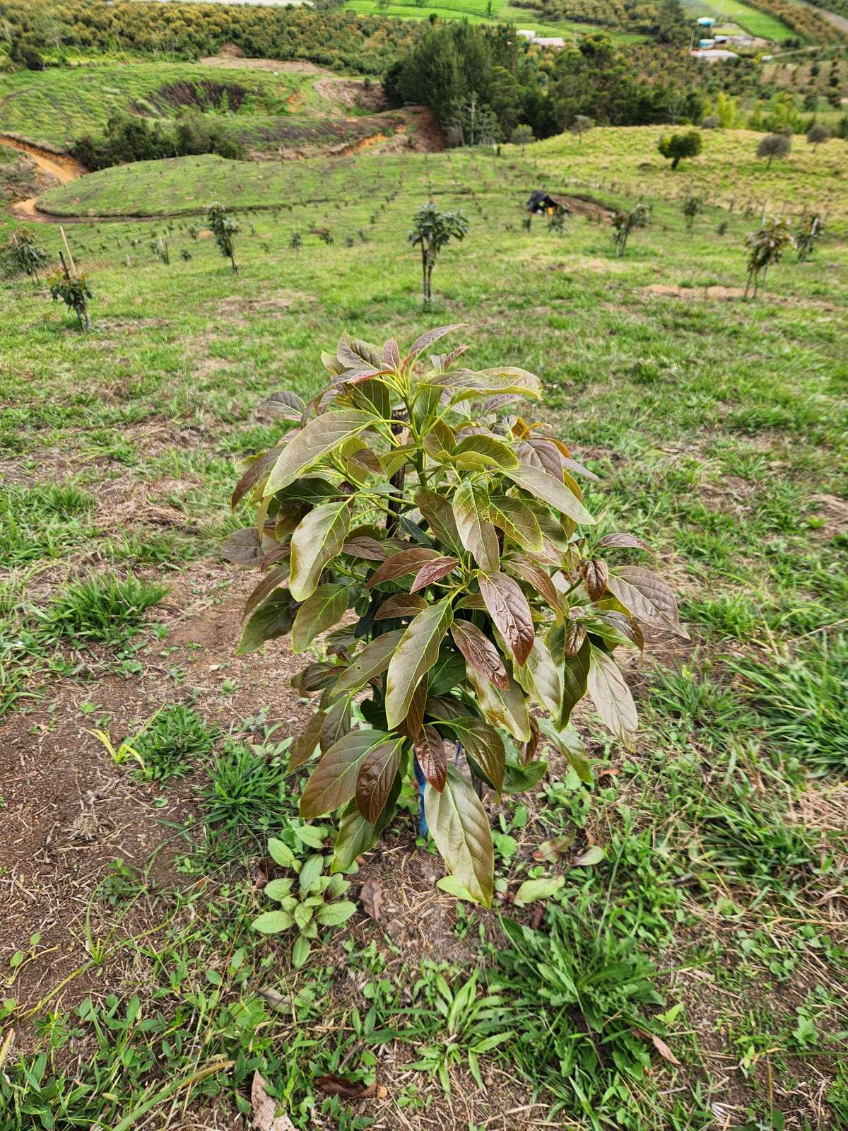 Siembra de un árbol nuevo de aguacate Hass en la finca de Urrao