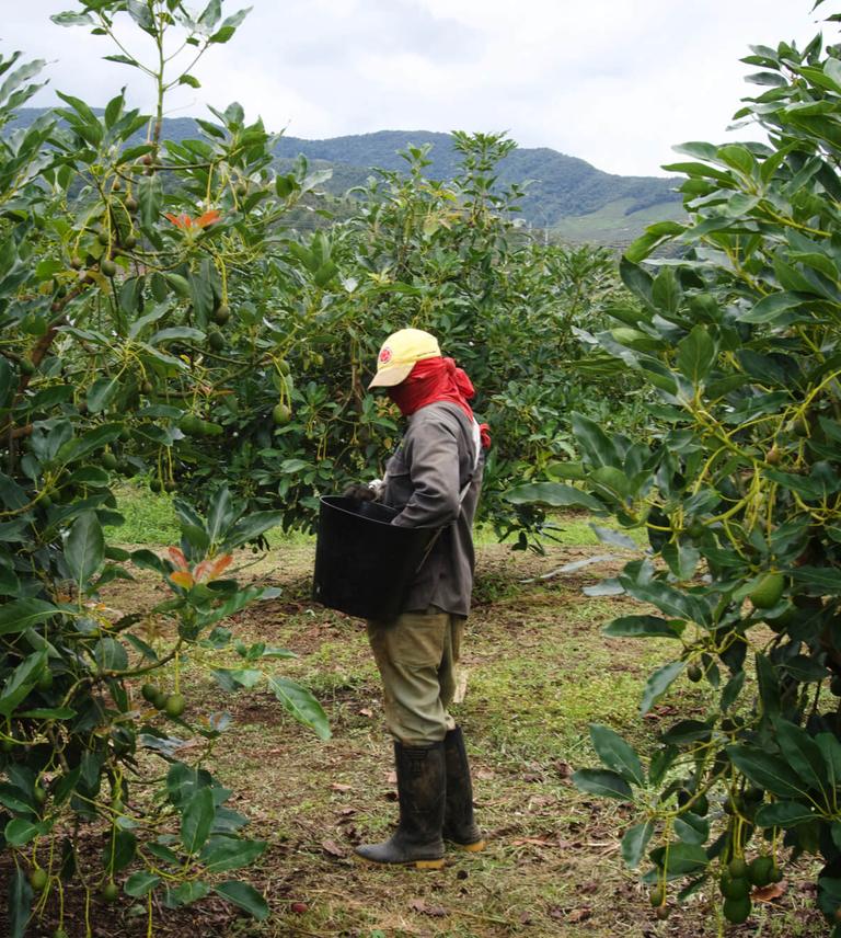 Trabajador de Avoterra recolectando aguacate Hass en la finca