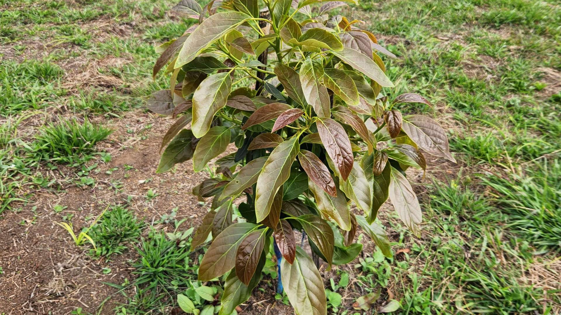 Árbol joven de aguacate Hass recién sembrado, con la hoja nueva todavía bronceada