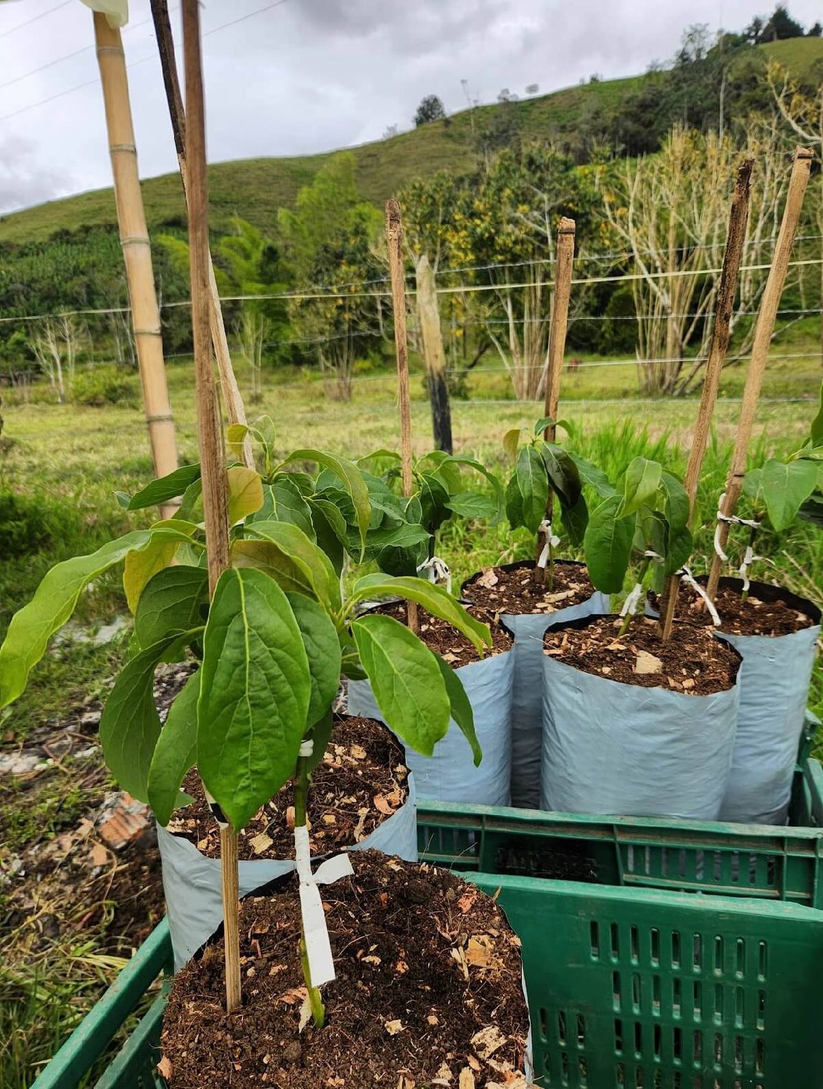 Plántulas de aguacate Hass embolsadas y entutoradas en el vivero de la finca